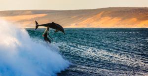 surfing-with-dolphins-at-jacques-point-kalbarri-western-australia-by-matt-hutton